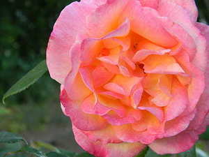 结婚捧花多少朵玫瑰花 结婚那天的手捧花要多少朵玫瑰和百合?