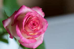 订婚朋友给多少钱合适 订婚结婚一般都要包多少红包