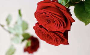 伴郎可以闹新郎吗 做伴郎有什么忌讳？谁知道？