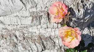 多少钱的白酒是纯粮酒 多少价位的白酒才是纯粮酒？