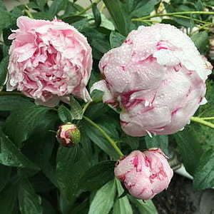 在工作群发结婚邀请