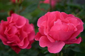 婚礼要注意些什么问题 婚礼上有哪些注意事项？