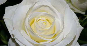 伴娘服饰要求 伴娘服饰的要求?