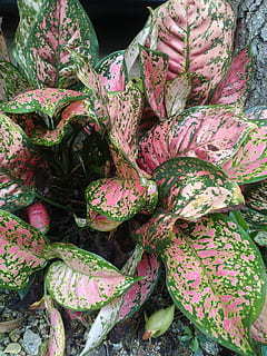 结婚给对方说一段话