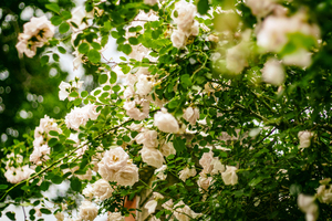 结婚双方家庭需要准备什么 结婚男女双方家里都需要准备什么东西