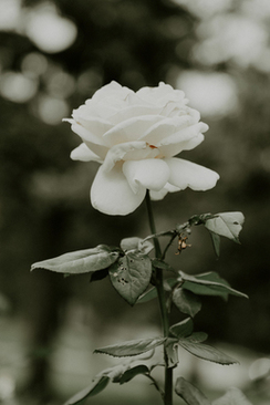 新娘迎宾穿主婚纱吗 冬天结婚迎宾时可以穿婚纱吗?会不会太冷?