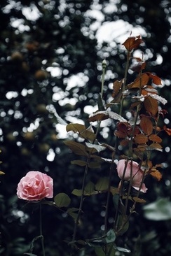 订婚礼送什么礼物 订婚送什么礼物比较好？