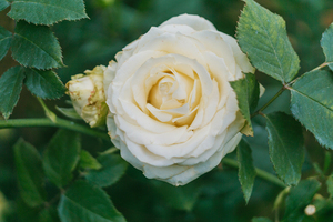 婚姻的礼堂是什么意思 婚姻礼堂是什么