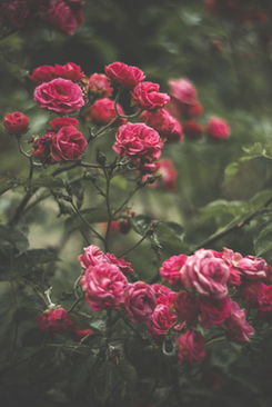 伴娘一定要穿伴娘服吗 伴娘可以不穿伴娘服吗？