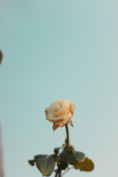 结婚宾客席位怎么安排 婚礼宴席 宾客座位怎么排