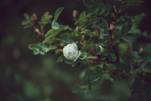 中式教堂建筑风格 欧式风格建筑与中式风格建筑的差别?