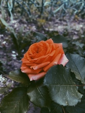 办婚礼的钱是男方父母出么 婚宴是父母出钱吗