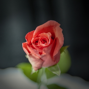 领结和方巾可以同时佩戴吗