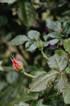 主婚车是在最前面吗 主婚车在前,后面的婚车顺序有啥讲究?