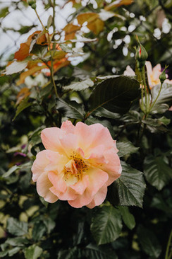 参加婚礼包多少红包合适 参加婚礼红包上多大合适?