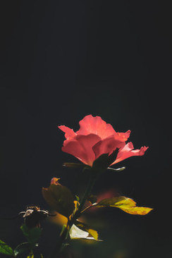 结婚父母祝福语简短 子女结婚父母祝福语