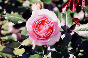 领结婚证时没有婚检可以补吗 结婚的时候没有做婚检,可以补做吗