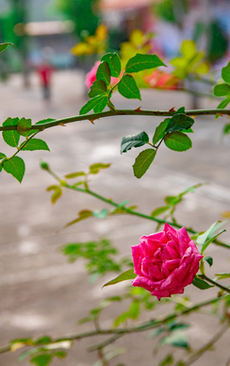 石家庄市有几个区 石家庄有几个县区?