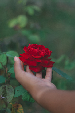 办一场豪华婚礼多少钱