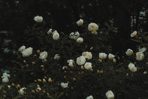 一般结婚请多少桌酒席 一般现在普通人结婚办多少桌酒席？