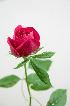 介绍新郎新娘基本情况 介绍新郎新娘