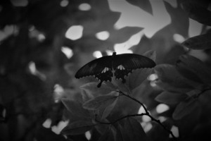 订婚宴菜单福州