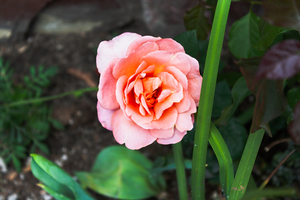 结婚需要准备的清单 结婚女方需要准备的东西清单