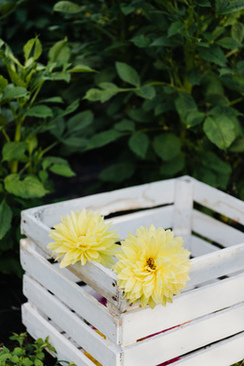 主婚人怎么主婚 怎么请主婚人和证婚人?