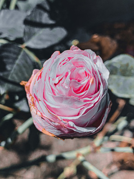 穿白色婚纱配什么发型 穿婚纱配什么发型好看