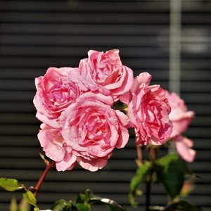 结婚祝福语格式手写 新结婚祝福语的格式如何书写