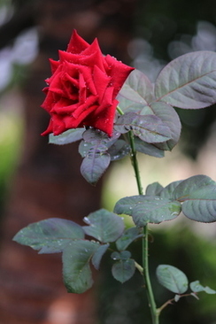 如何询问参加婚礼人数 婚宴经验交流 宾客人数如何确定