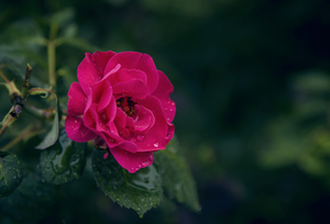 白色汽车可以做婚车吗 白色的车能当主婚车吗急急