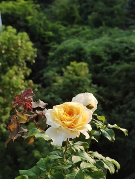 婚礼礼品送什么 结婚礼物送什么合适