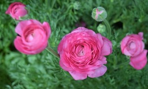 简单项目计划书模板 项目计划书模板