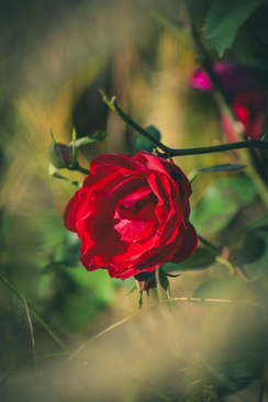 婚庆布置一般多少钱 婚庆一般多少钱?