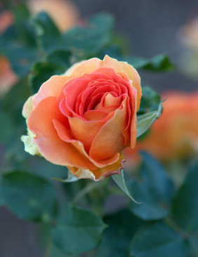 适合结婚典礼上放的音乐 适合结婚典礼上放的古典音乐有哪些？？