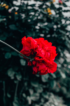 结婚时床上早生贵子怎么摆 结婚当天床上放“早生贵子”，怎么放？需要放多少？