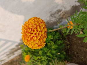 婚纱照店让试婚纱吗 拍婚纱照前需要去试一下婚纱吗