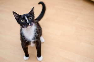 鱼尾裙适合什么发型 中式鱼尾裙适合什么发型