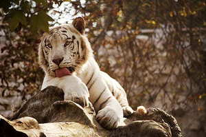 装婚车用什么花 婚车装饰一般用什么花