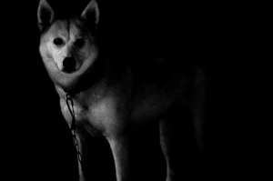 宴会摆桌图片 宴会餐具怎么摆 如何布置餐桌？