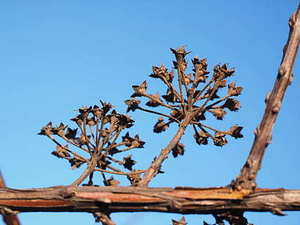 进婚庆公司的要求 如果想去婚庆公司应聘需要具备哪些条件??