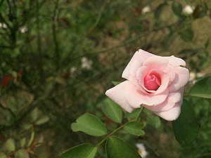 女儿成人礼送什么礼物好? 女儿成人礼送什么礼物好