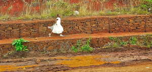 竖着的请帖格式怎么写图片 竖排的喜帖格式如何书写？