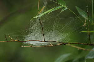 海芋花和马蹄莲对比 海芋与马蹄莲的区别 教你正确区分两者