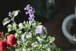 婚纱的婚字怎么写 结婚的婚字怎么写