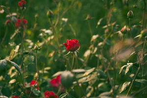 有孩子没拿结婚证要办离婚手续吗 有孩子没有结婚证需要办理离婚手续吗