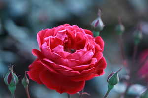 祝福妹妹新婚快乐 祝自己妹妹新婚快乐的句子