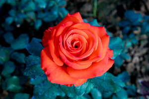 婚姻怎么安排客人坐席 婚礼座位安排有讲究,如何照顾到每位宾客