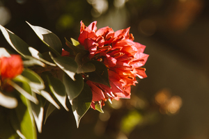 婚庆鲜花拱门制作 怎么开花店:婚庆鲜花拱门制作步骤
